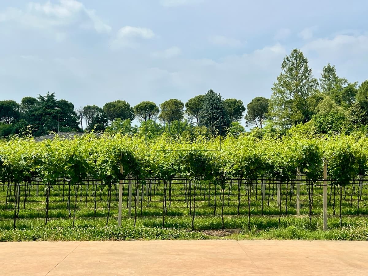 Secret Sale: 14-hectare vineyard in Valpolicella near Verona - Lake Garda in Verona, property offered by 9045 REAL ESTATE
