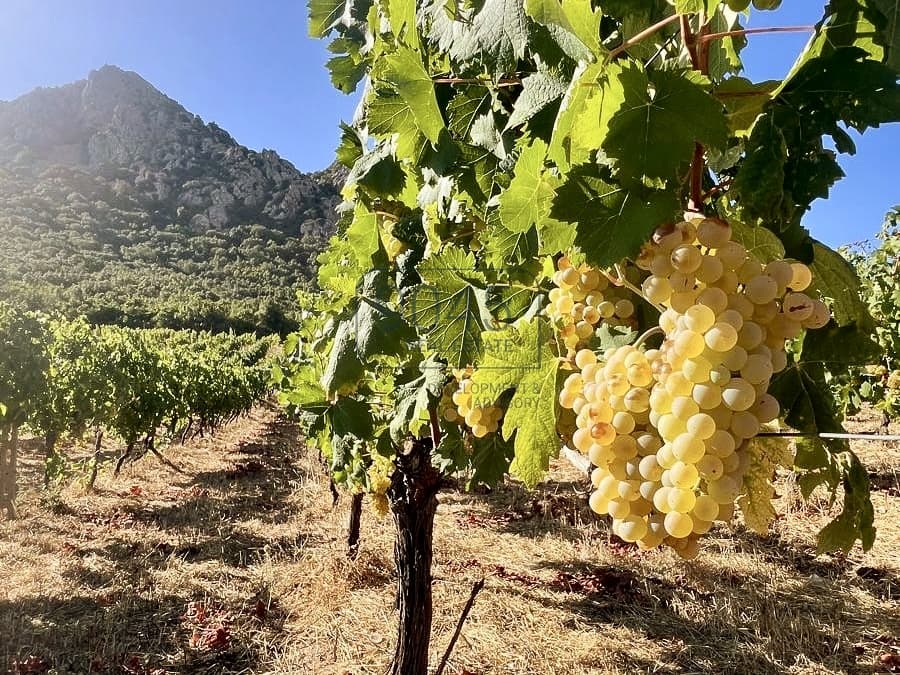 Exclusive Tenuta in Sardinia - 18 hectares of vineyards and land in Loiri, property offered by 9045 REAL ESTATE